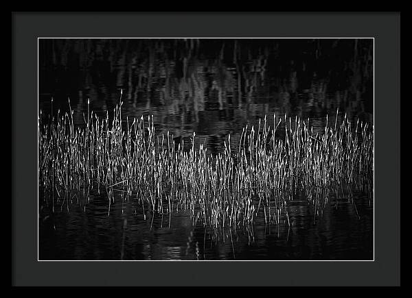 Reflective Grasses in Water - Framed Print