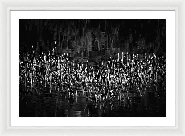 Reflective Grasses in Water - Framed Print