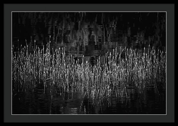 Reflective Grasses in Water - Framed Print