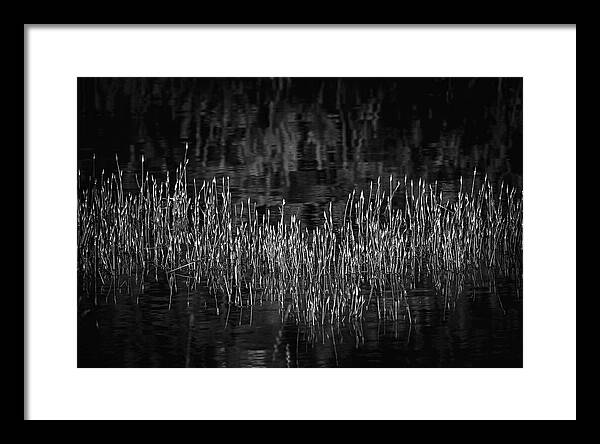 Reflective Grasses in Water - Framed Print