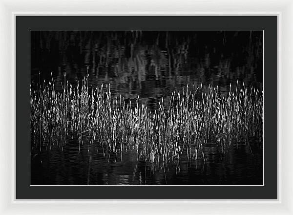 Reflective Grasses in Water - Framed Print