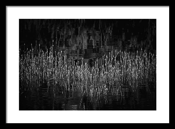Reflective Grasses in Water - Framed Print