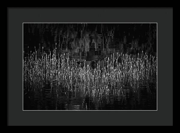 Reflective Grasses in Water - Framed Print