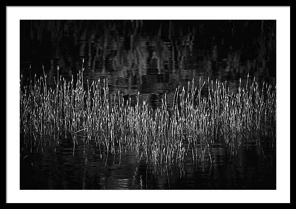 Reflective Grasses in Water - Framed Print