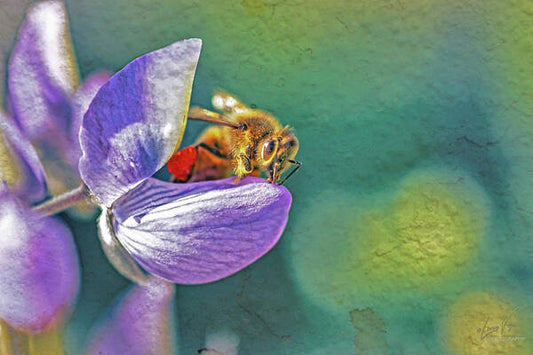 Rough Art Wall Layer of a Bee on a Flower - Art Print