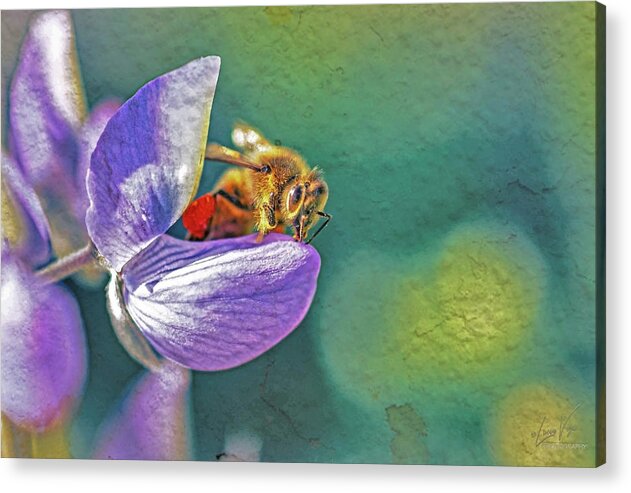 Rough Art Wall Layer of a Bee on a Flower - Acrylic Print