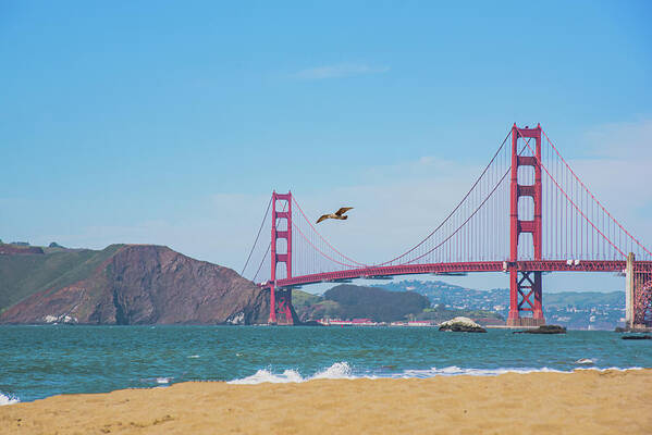Seagull flying over Golden Gate Bridge  - Art Print