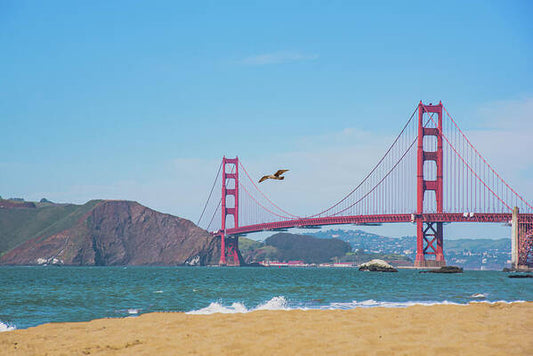 Seagull flying over Golden Gate Bridge  - Art Print