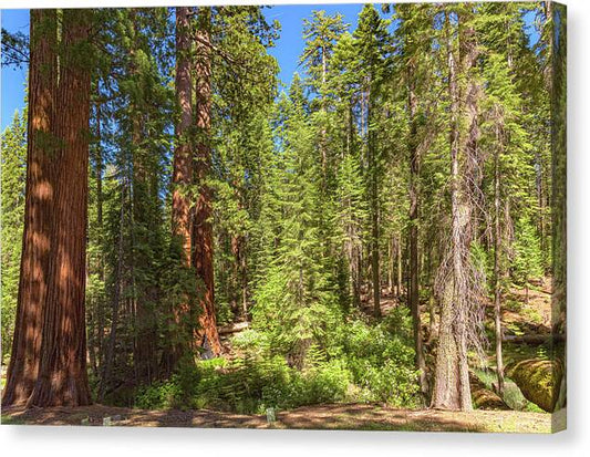 Shadows and Light in a Forest - Canvas Print