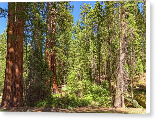 Shadows and Light in a Forest - Canvas Print