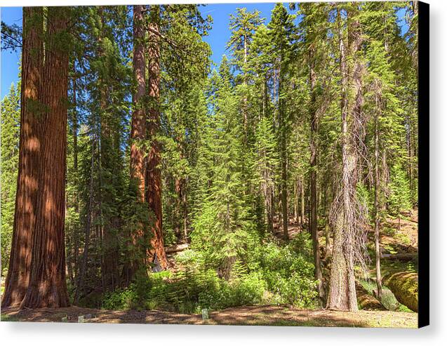 Shadows and Light in a Forest - Canvas Print