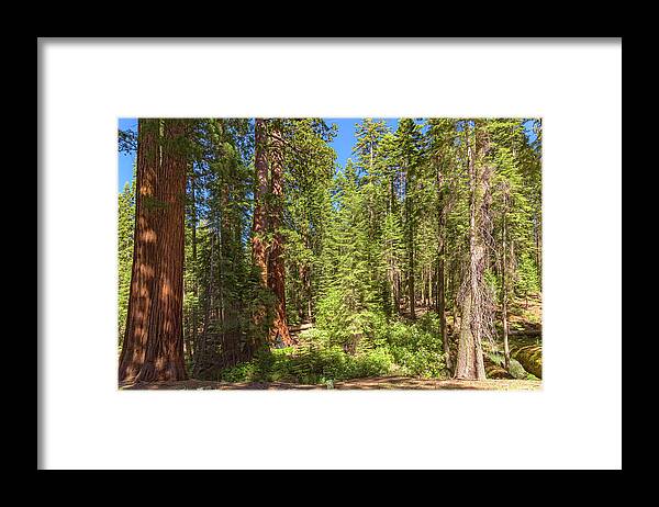 Shadows and Light in a Forest - Framed Print
