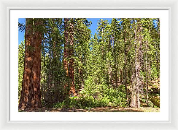 Shadows and Light in a Forest - Framed Print