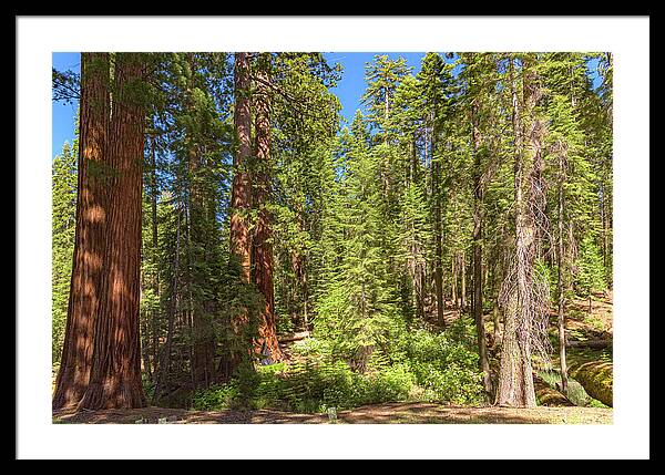 Shadows and Light in a Forest - Framed Print