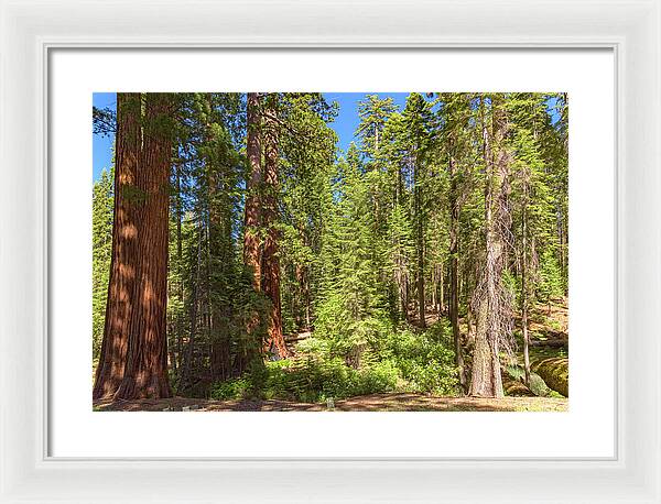 Shadows and Light in a Forest - Framed Print