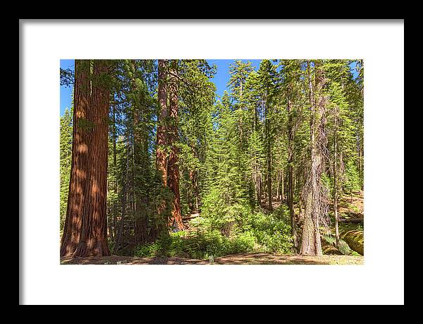 Shadows and Light in a Forest - Framed Print