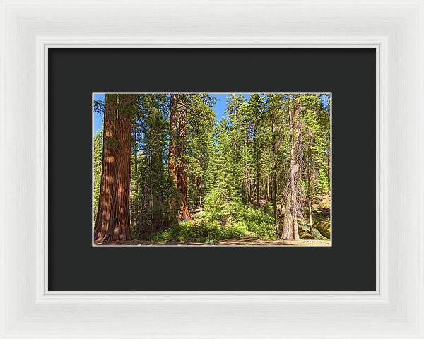 Shadows and Light in a Forest - Framed Print