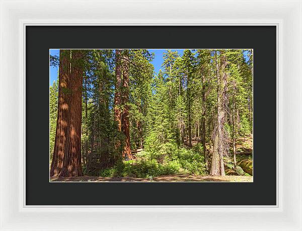 Shadows and Light in a Forest - Framed Print