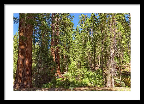 Shadows and Light in a Forest - Framed Print