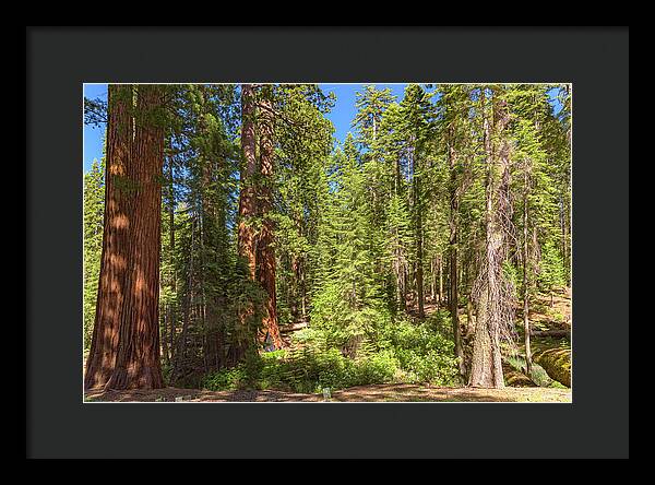 Shadows and Light in a Forest - Framed Print