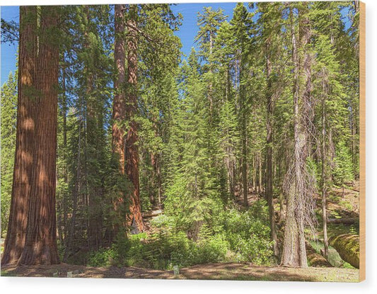Shadows and Light in a Forest - Wood Print