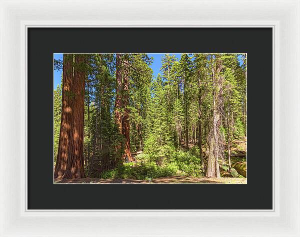 Shadows and Light in a Forest - Framed Print