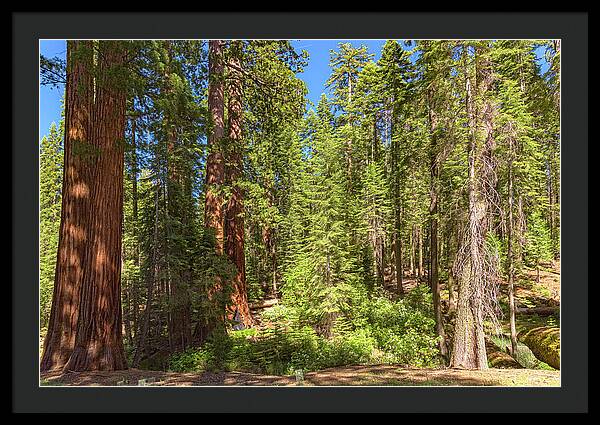 Shadows and Light in a Forest - Framed Print