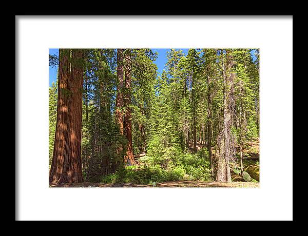 Shadows and Light in a Forest - Framed Print