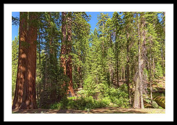 Shadows and Light in a Forest - Framed Print