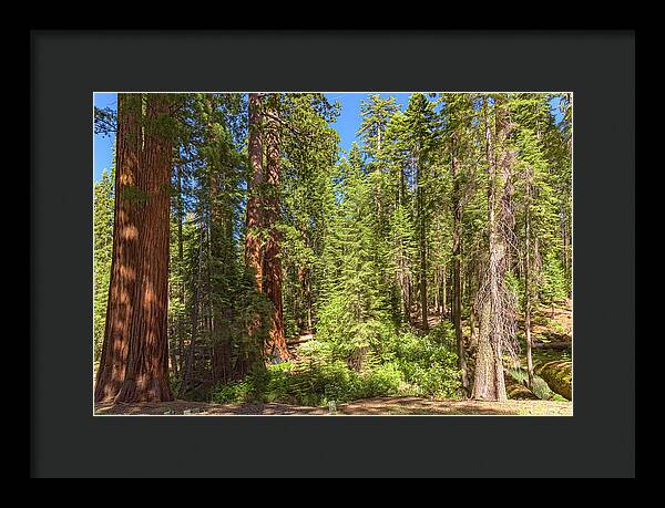 Shadows and Light in a Forest - Framed Print