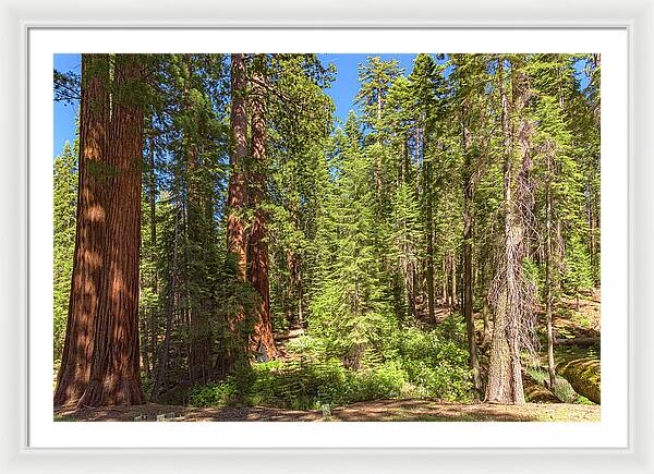 Shadows and Light in a Forest - Framed Print
