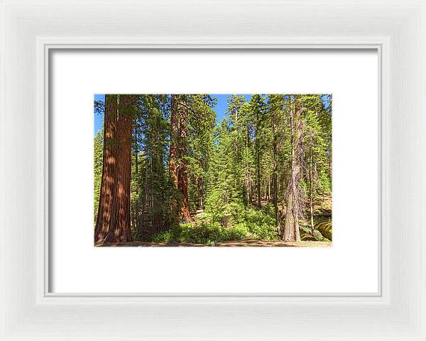 Shadows and Light in a Forest - Framed Print