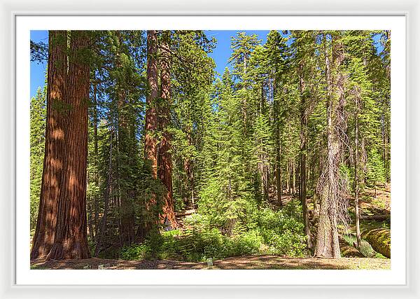 Shadows and Light in a Forest - Framed Print