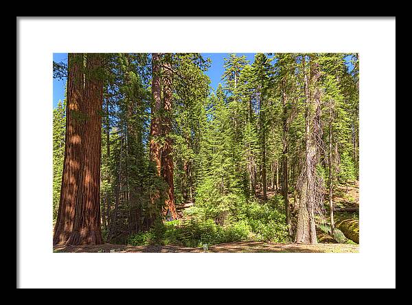 Shadows and Light in a Forest - Framed Print