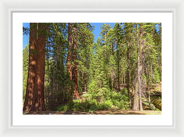 Shadows and Light in a Forest - Framed Print