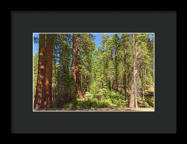 Shadows and Light in a Forest - Framed Print
