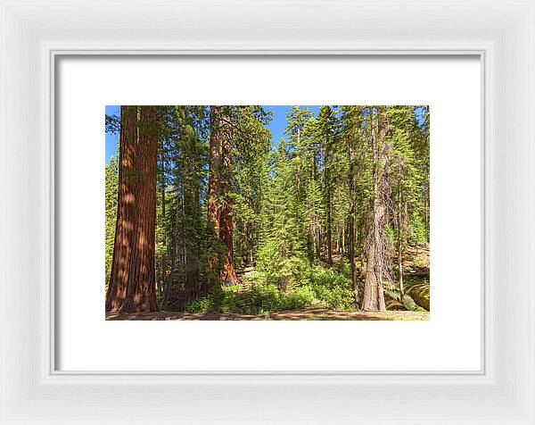 Shadows and Light in a Forest - Framed Print