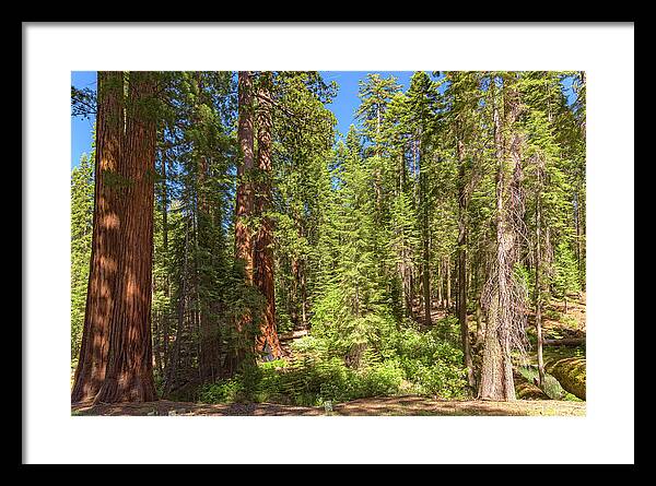 Shadows and Light in a Forest - Framed Print