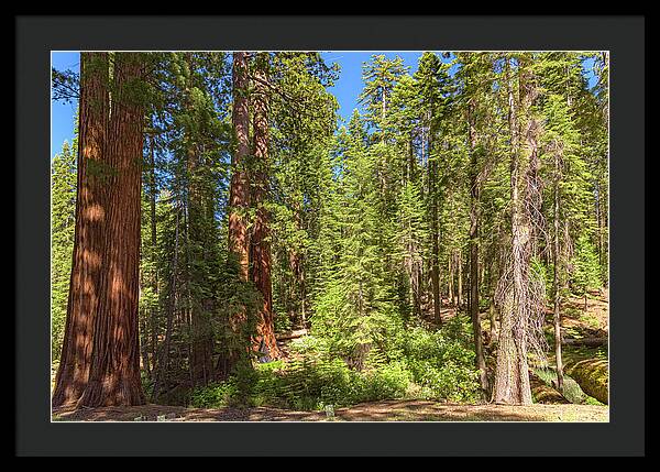 Shadows and Light in a Forest - Framed Print