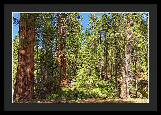 Shadows and Light in a Forest - Framed Print