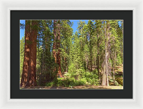 Shadows and Light in a Forest - Framed Print