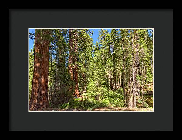 Shadows and Light in a Forest - Framed Print