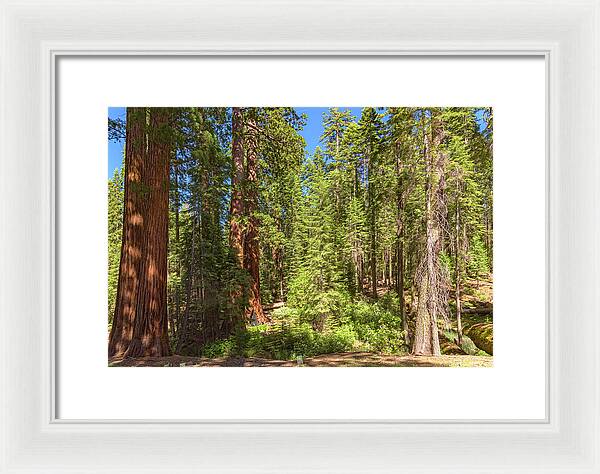 Shadows and Light in a Forest - Framed Print