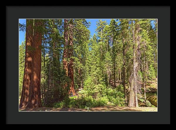 Shadows and Light in a Forest - Framed Print