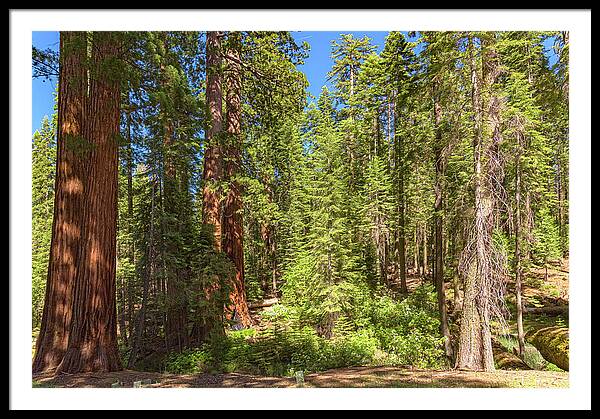 Shadows and Light in a Forest - Framed Print