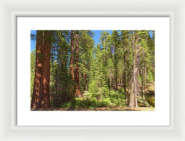 Shadows and Light in a Forest - Framed Print