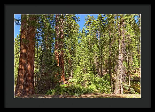 Shadows and Light in a Forest - Framed Print