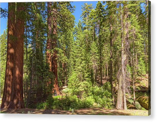 Shadows and Light in a Forest - Acrylic Print