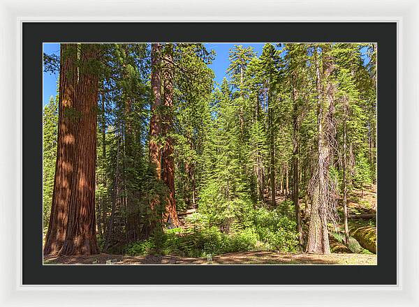 Shadows and Light in a Forest - Framed Print