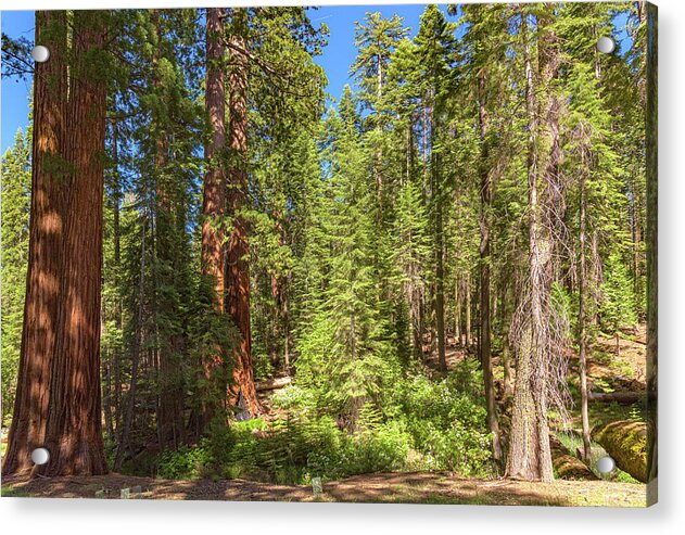 Shadows and Light in a Forest - Acrylic Print